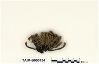 藏品(南亞美蕨苔)的圖片